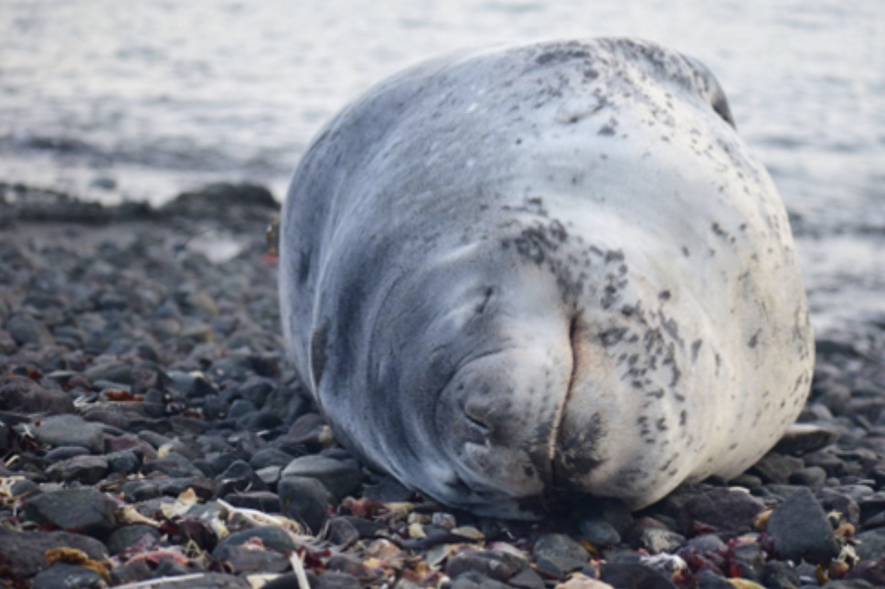 Rosie the Sea Lion