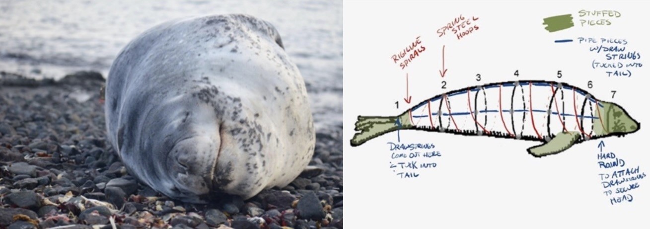 Rosie the leopard seal, whom the life-sized model is based on (left, Photo Credit: Sarah Kienle) and the template for the life-sized model of Rosie (right)  