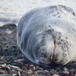 Rosie the Sea Lion