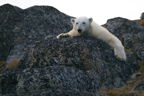 Polar bear splayed out on a rock.