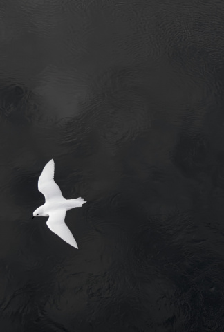 Snow petrel flying above the sea.