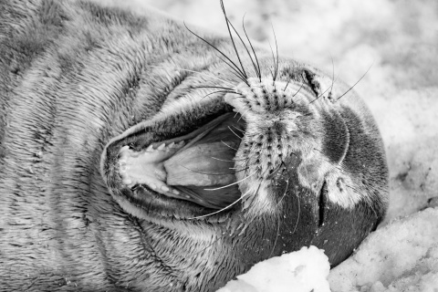 Weddell seal on the snow, yawning