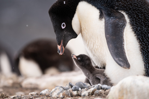 An Adelie penguin and their chick braving the snow. This image was taken at the Cape Bird penguin colony on Ross Island